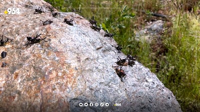 کولە گرفتی بۆ جووتیارانی برادۆست دروست کردووە