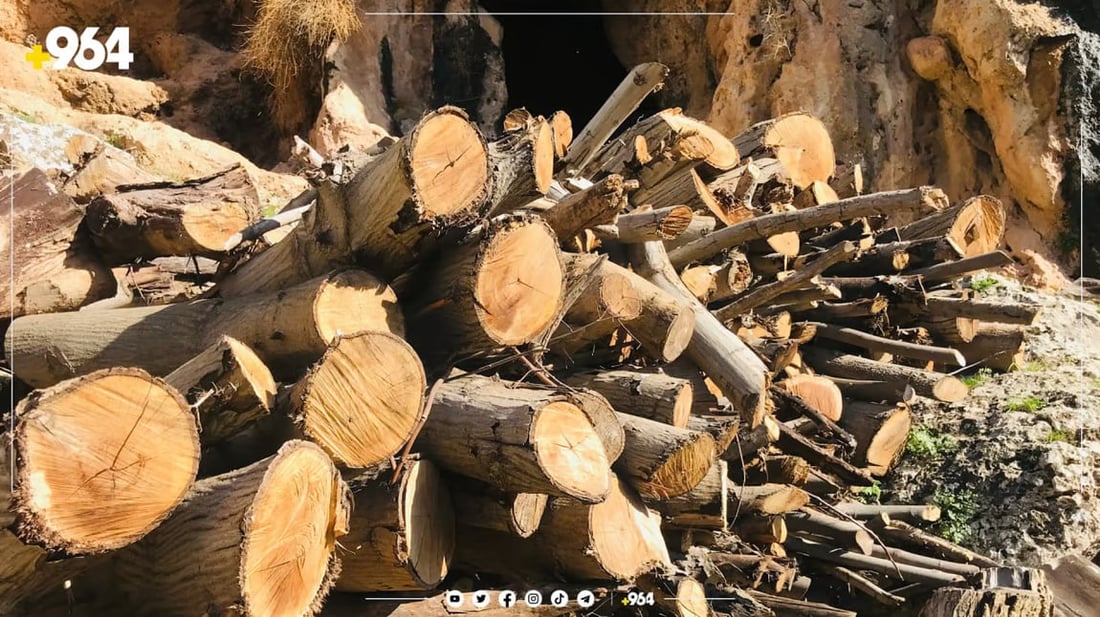 السليمانية: اعتقال 30 شخصاً خلال شهور الشتاء لقطعهم 550 شجرة خلاف الضوابط