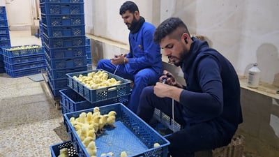 دجاجتنا 3 كغم خلال 45 يوماً.. مفقس عراقي ينتج 11 مليون فرخ سنوياً