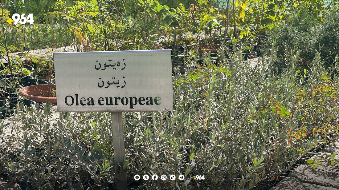 لە ناوەڕاستی ئەم مانگەوە نەمامێک بە 500 دینار بکڕە