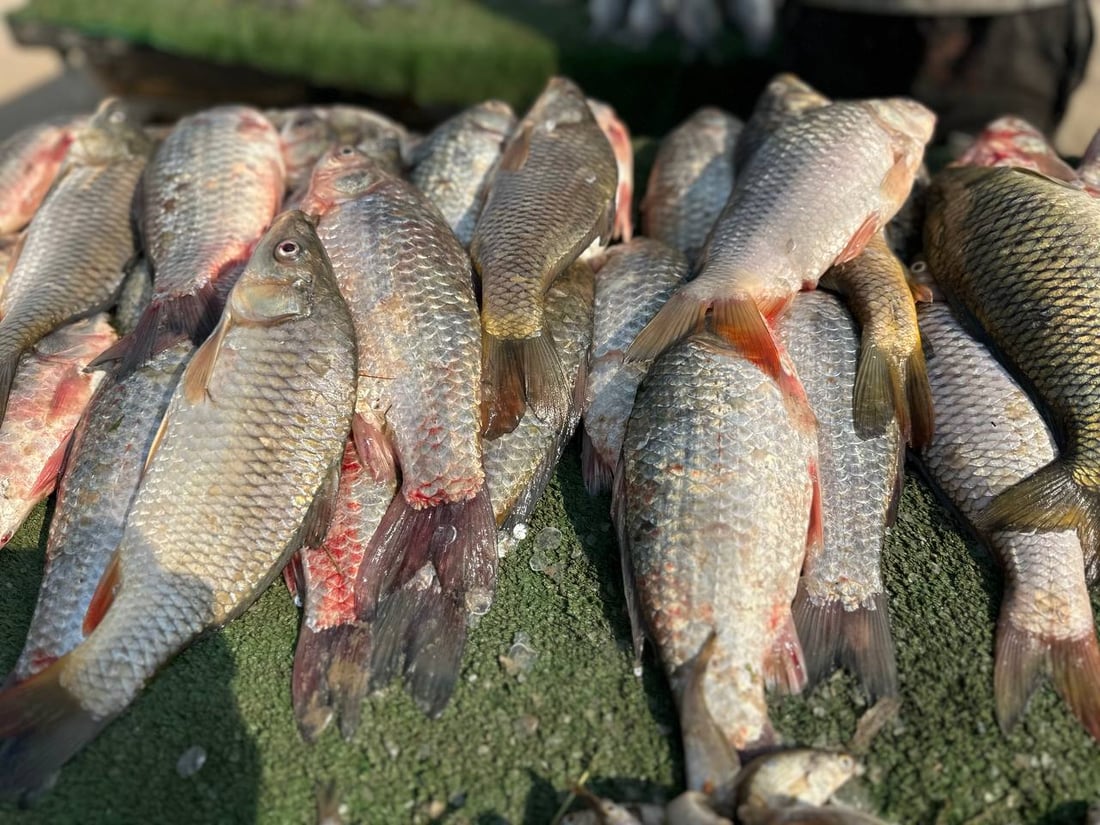 صور من سوق السمك في الديوانية: السمتي بـ6500 وأبو زريدة بـ4 آلاف