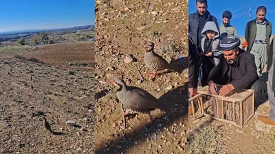 لە زوورگەکانی کۆیە نزیکەی 10 کەویان ئازاد کرد