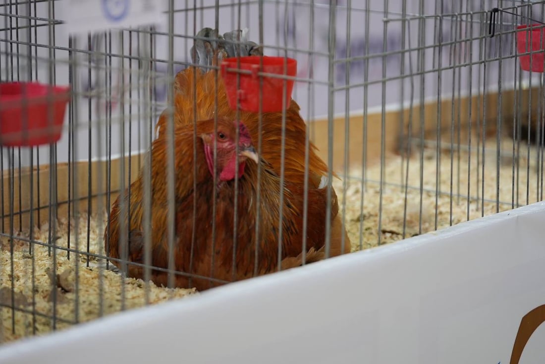 صور: دجاجة بصراوية وديك أربيلي أجمل طيرين في العراق.. مسابقة بإشراف تركي