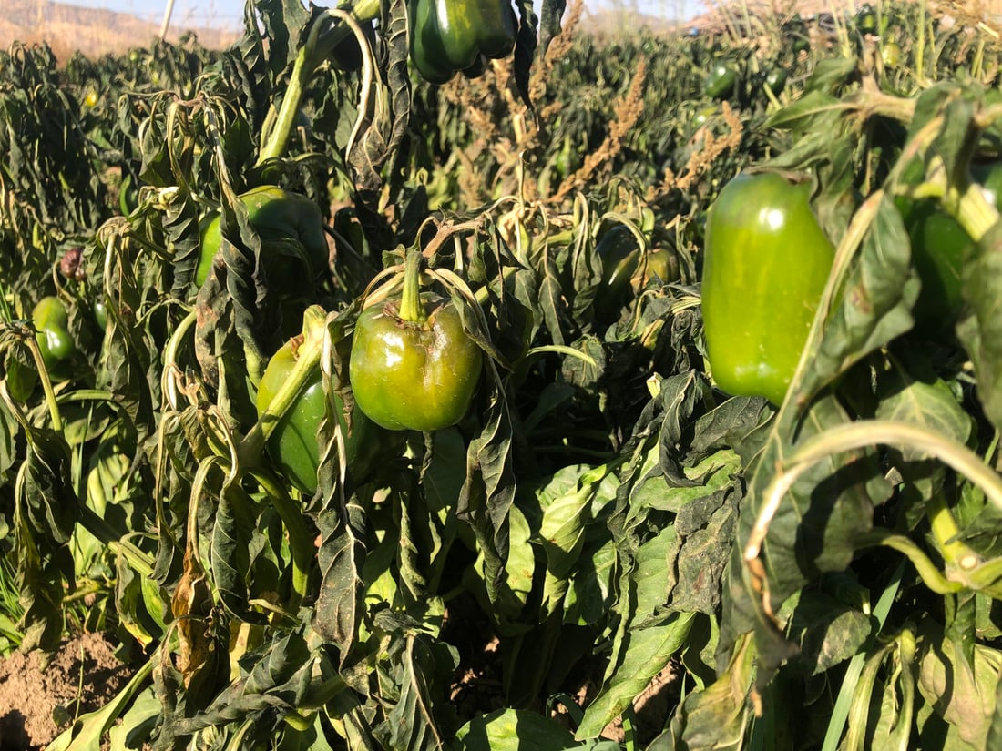 به‌رهه‌مى كشتوكاڵى شێواندووه‌ و گه‌رمكه‌ره‌وه‌شی به‌ هاوڵاتیان داناوه‌ته‌وه‌