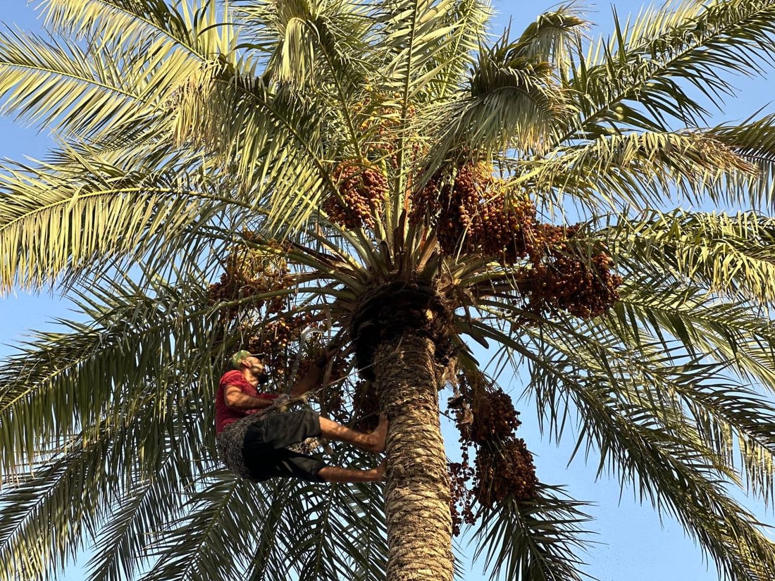 مطلوب “صواعيد”.. عذوق نخيل بغداد حملت كمية مضاعفة هذا العام (صور)