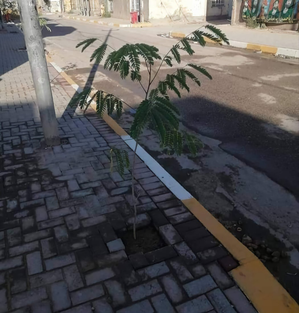 964mediaصورة من منصة (شبكة): 