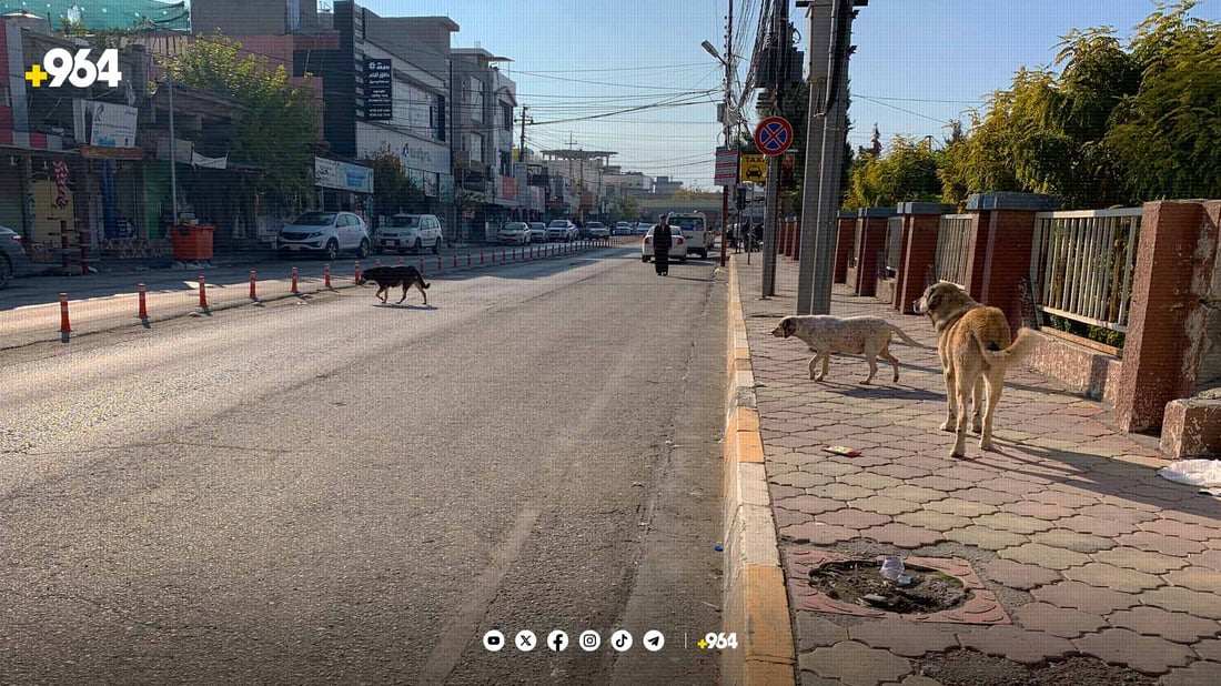 بنکەی ڤێتەرنەری قەڵادزێ: سەگی بێلانە مەترسی بۆ سەر تەندروستی هاوڵاتیان دروست دەکات