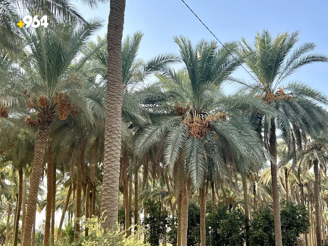 صور ساحرة من حديثة: البساتين خلابة والفلاحون ينتظرون “الحصاد الذهبي”
