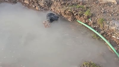 ئاوی خواردنەوە لەکۆیە ئەوەندە زۆر بووە کێشەی بۆ تۆڕەکانی دابەشکردن دروست کردووە