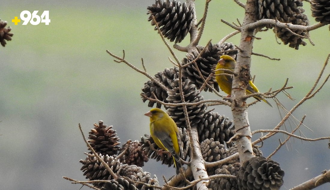 باڵنده‌ كۆچه‌رییه‌كان لە هه‌رێمی كوردستانه‌وه‌ ده‌چنه‌ ناوچه‌ سارده‌كان