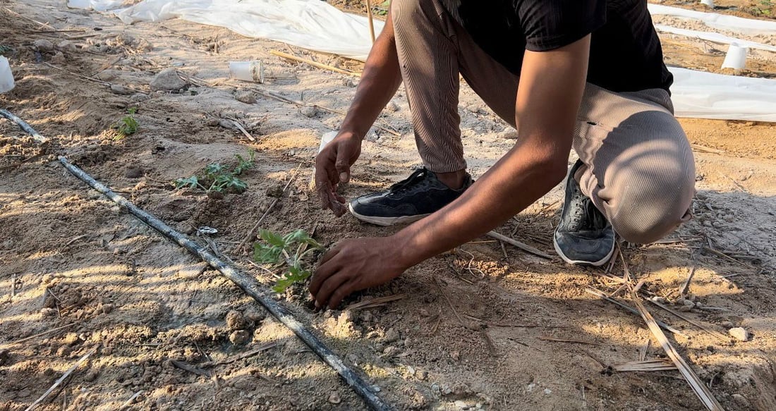 صور: البصرة تجرب تطعيم الرقي والبطيخ باليقطين.. وتتوقع نتائج مذهلة!