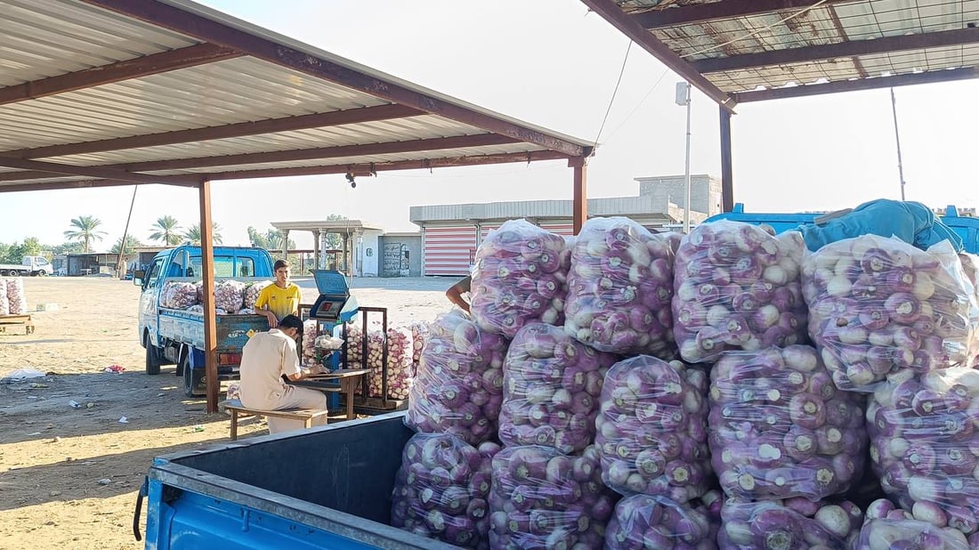 حصاد الشتاء بدأ في الرضوانية والعلاوي تبيع ما تبقى من محاصيل الصيف (صور)