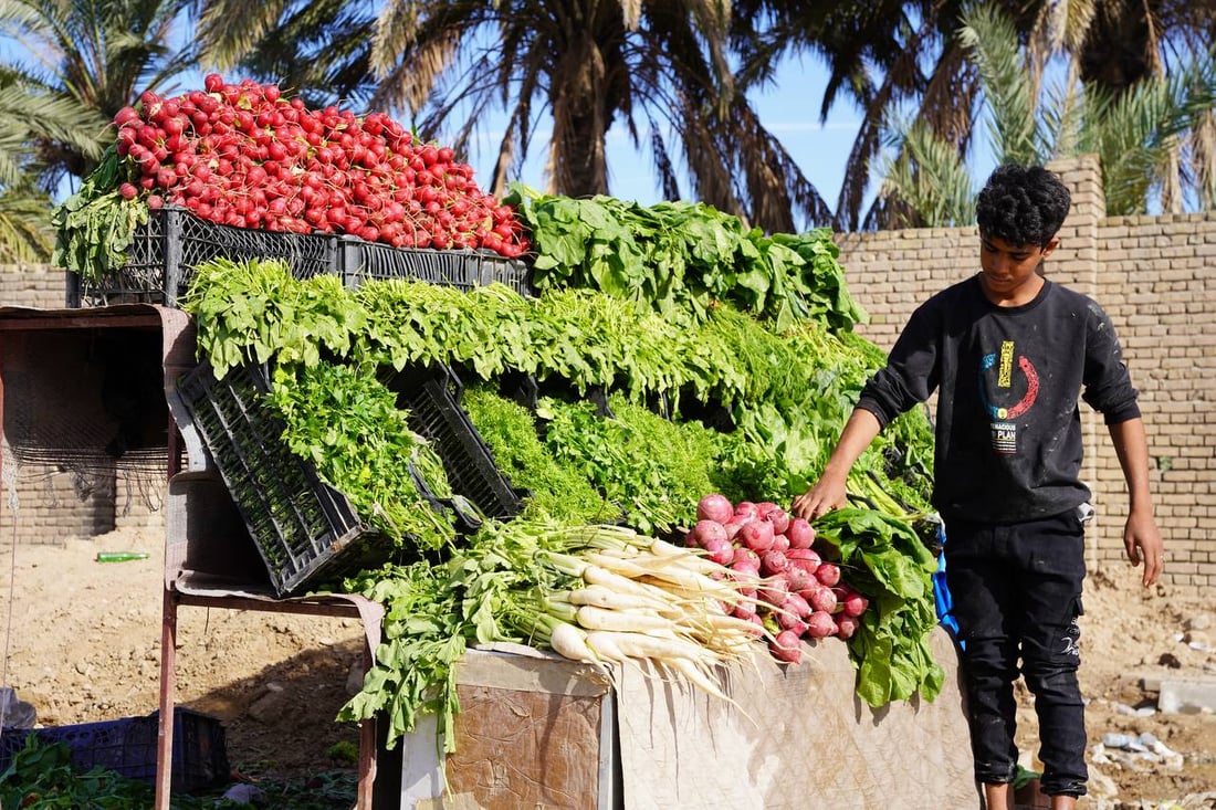 صور مبهجة: خضروات بعقوبة كلها من ديالى.. إنتاج المرادية وأم الكرفس يغطي كل شيء