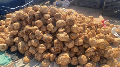 صور: الكمأ السوري في الأنبار.. طعمه لذيذ وأرخص من العراقي بـ 5 آلاف