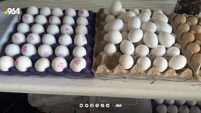 رێگە بە هاوردەی هێلکە لە دەرەوەی سنوورەکانی عێراق نادرێ