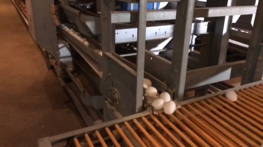 أسعار البيض ترتفع 15% في الرمادي.. على وقع سعر الصرف وأسباب أخرى