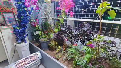 گۆڕی کچەکەی کردووە بە دیوەخان