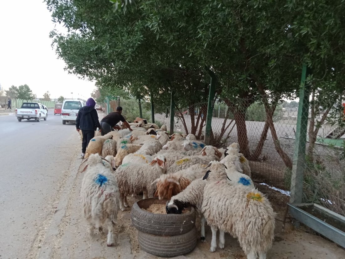 3 وزارات: بيع الغنم على الأرصفة يضبط أسعار اللحم ومن الصعب معاقبة المخالفين