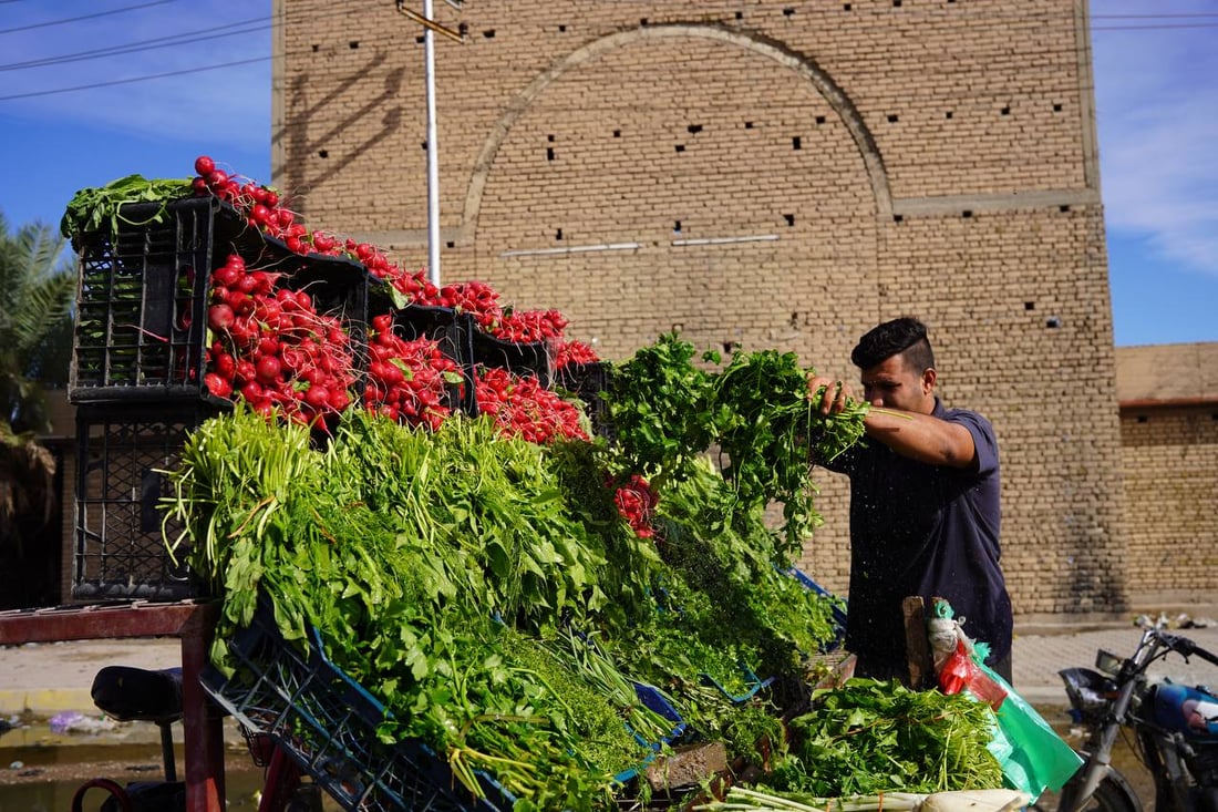 صور مبهجة: خضروات بعقوبة كلها من ديالى.. إنتاج المرادية وأم الكرفس يغطي كل شيء