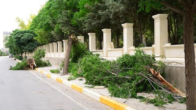 Strong winds break 100 trees in Erbil parks