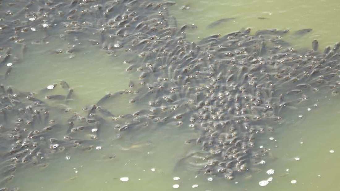 بەهۆى وشکبوونى سەرچاوەى ئاوى حەسار 10 هەزار پەنجەماسى گواسترانەوە