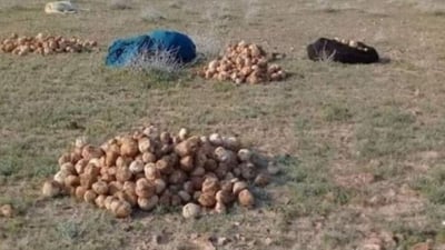 لە دێرەزوور سێ ژن لە کاتی گەڕان بە دوای دۆمەڵاندا کوژران