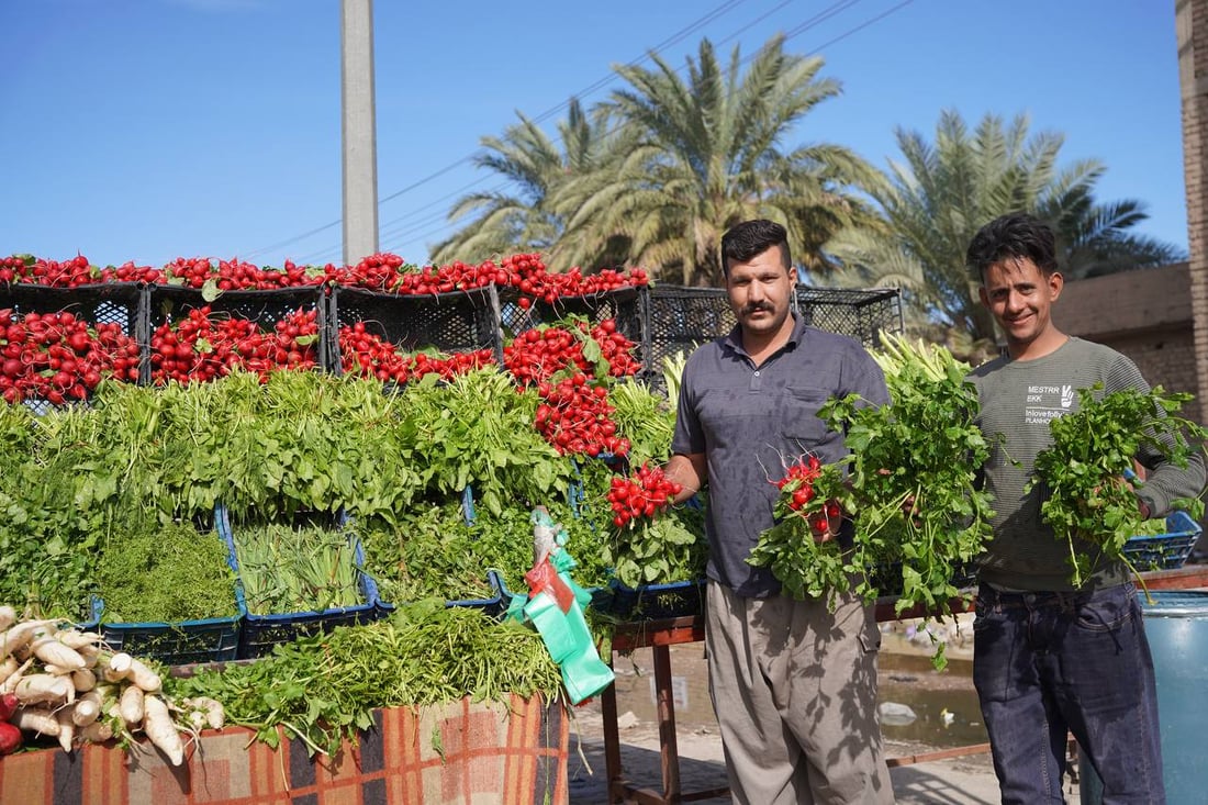 صور مبهجة: خضروات بعقوبة كلها من ديالى.. إنتاج المرادية وأم الكرفس يغطي كل شيء