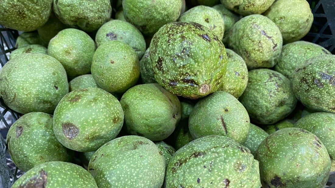 سنە بەرهەمی گوێز بەرز دەکاتەوە