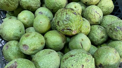 تۆپباران بووتە هۆی کەمبوونەوەی بەرهەمی گوێز