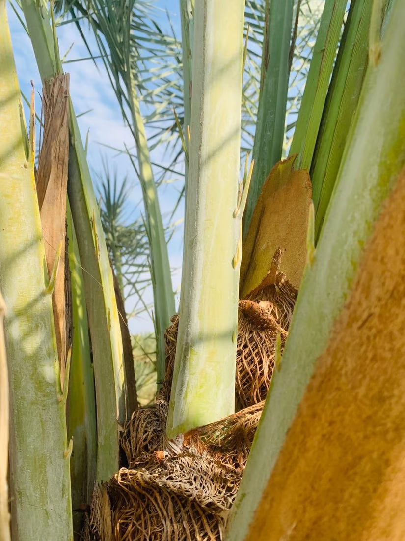 Early blossoms in Basra palms raise hopes for fruitful season, water supply remains key