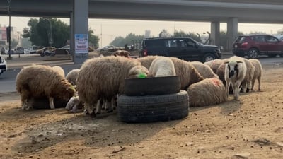 “جوبة طليان” جسر العدل تزعج الجيران.. وبلدية المنصور تنتظر تدخّل القضاء