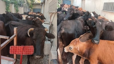 حلبجة تحتجز 100 بقرة أتلفت الحدائق.. لكن البلدية تورطت بالغذاء والمأوى