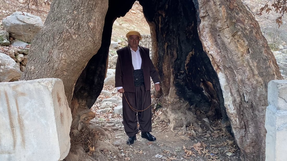 صور: شجرة “جنار” عملاقة في أربيل.. يقف بداخلها إنسان