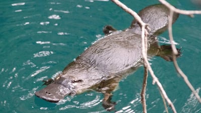 پلاتیپەس؛ هەم هێلکە دەکات و هەم شیریش بە بێچووەکانی دەدات