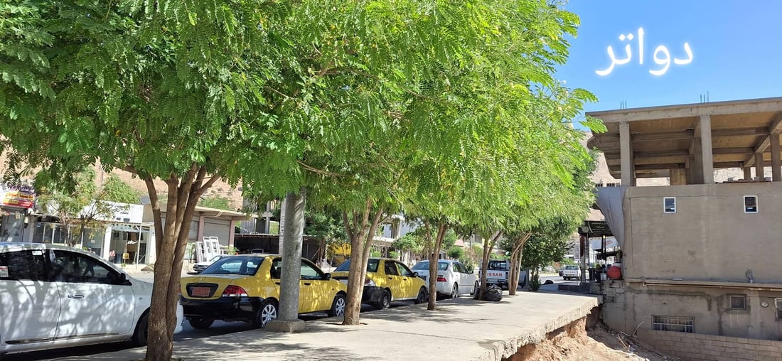 نەمامەکانی بوون بە دار و شۆستە و شەقامەکانی دەربەندیخانیان ئاوەدان کردەوە