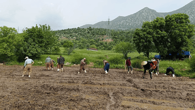 یەکەم گوندی ئامێدی دەستی بە چاندنی برنج کرد