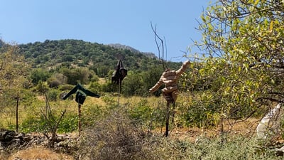 بەرازەکانی گوندی فەقێیان لە هیچ ناترسن