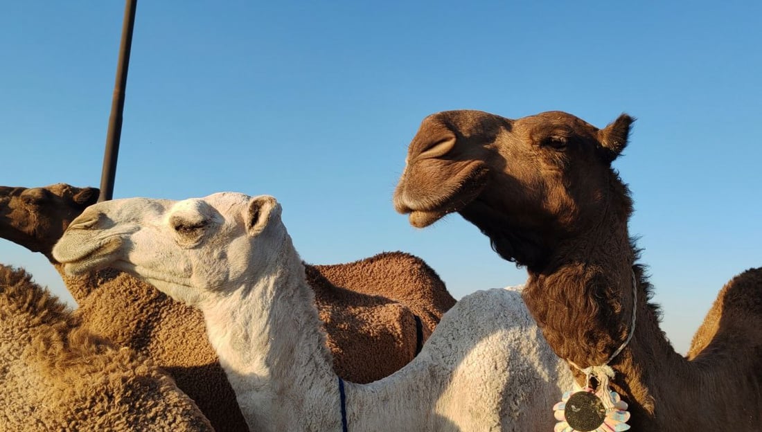 فيديو: البعران البيضاء الجميلة سرقت الأضواء في كركوك “وألبانها شفاء”