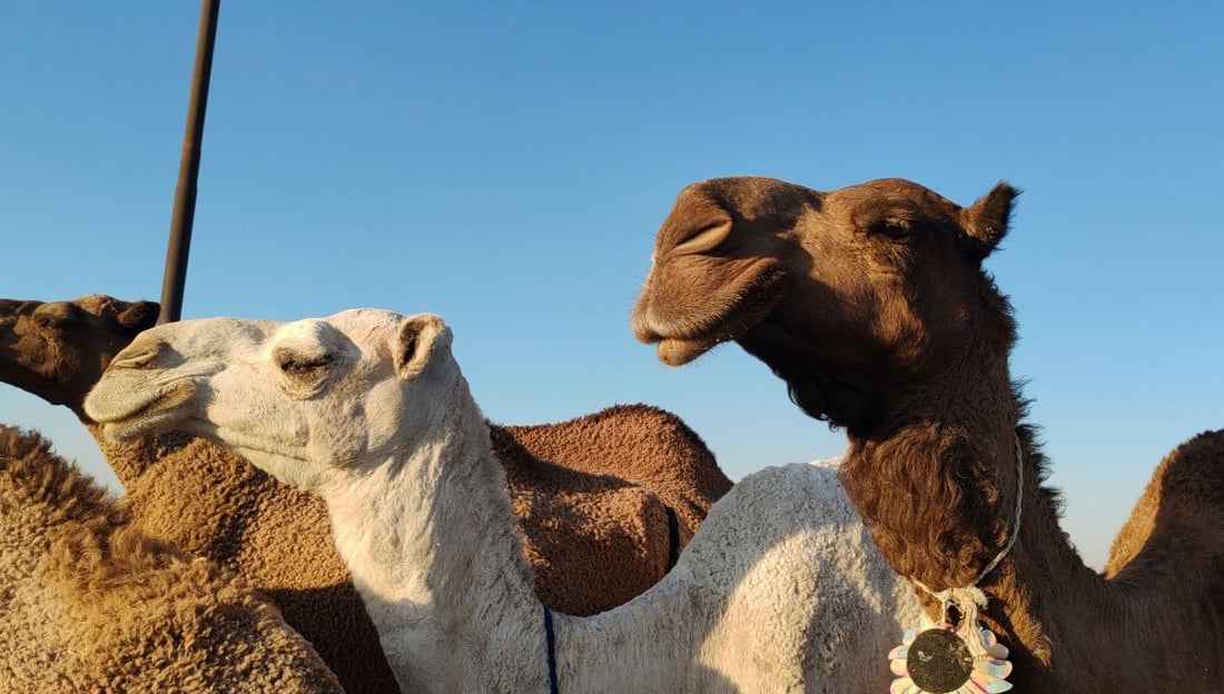 فيديو: البعران البيضاء الجميلة سرقت الأضواء في كركوك “وألبانها شفاء”