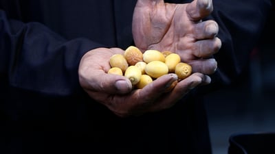 First Basra dates hit markets amid high prices and water-related challenges