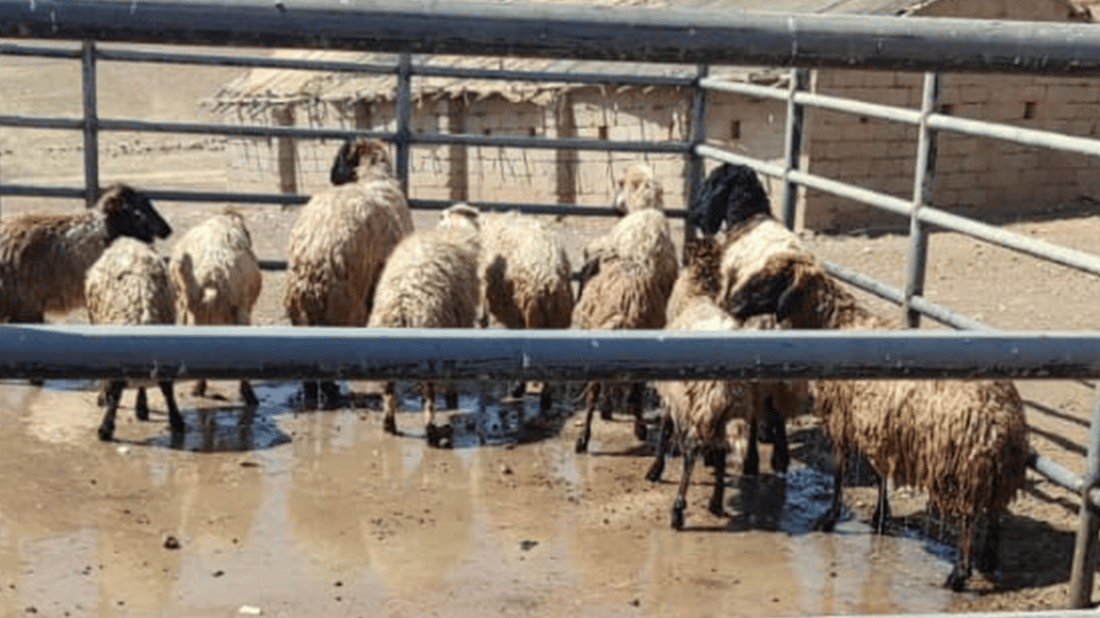 Duhok launches campaign to curb hemorrhagic fever spread