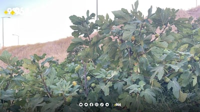 شارەوانی سلێمانی هەنجیرەکانی پارکی هەواری شار دەفرۆشێت