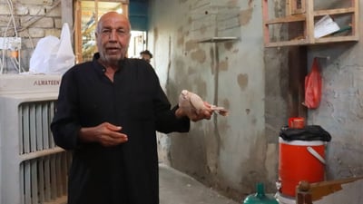 نظرة على أسعار الطيور في كربلاء من أحد أقدم “مطيرجية” طويريج (صور)