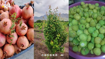 کرمی حەفار جووتیارانی بەرەو چاندنی داری هەنار بردووە