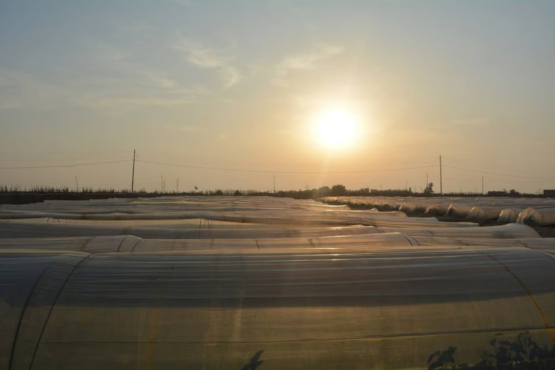 Agriculture department distributes fertilizer and insecticides in Al-Zubair