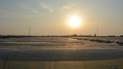 Agriculture department distributes fertilizer and insecticides in Al-Zubair