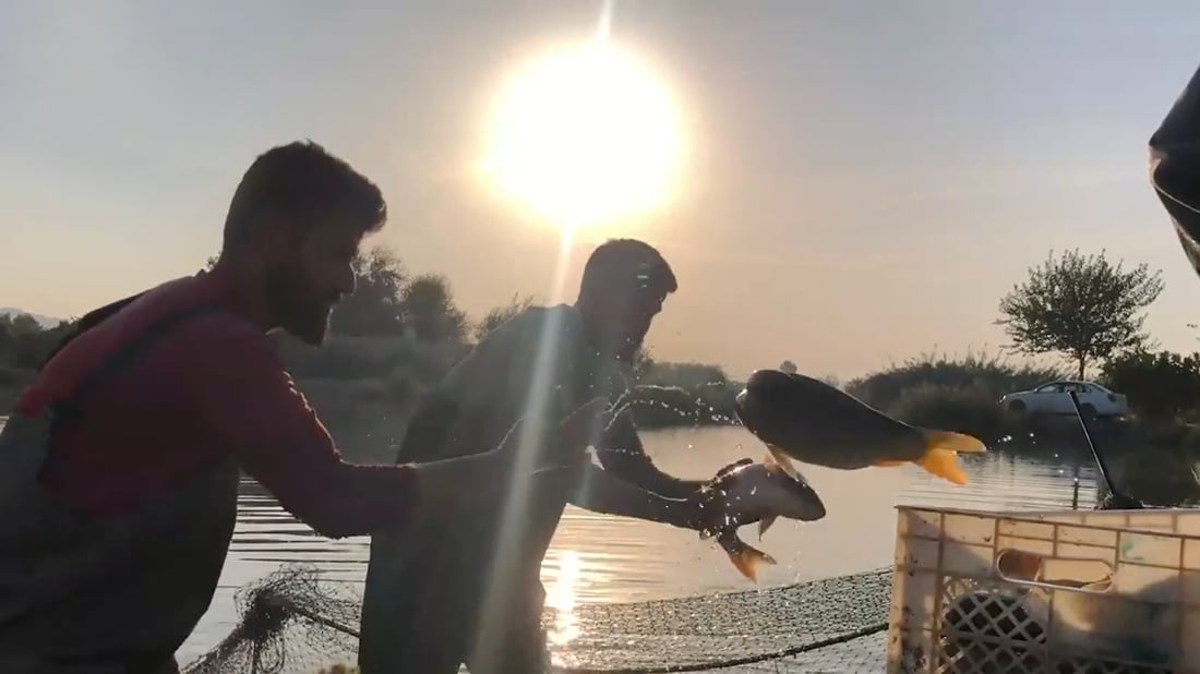 نه‌خۆشی كه‌ڕوو له‌ناو به‌شێكى ماسی ته‌قته‌ق بڵاوبووه‌ته‌وه‌