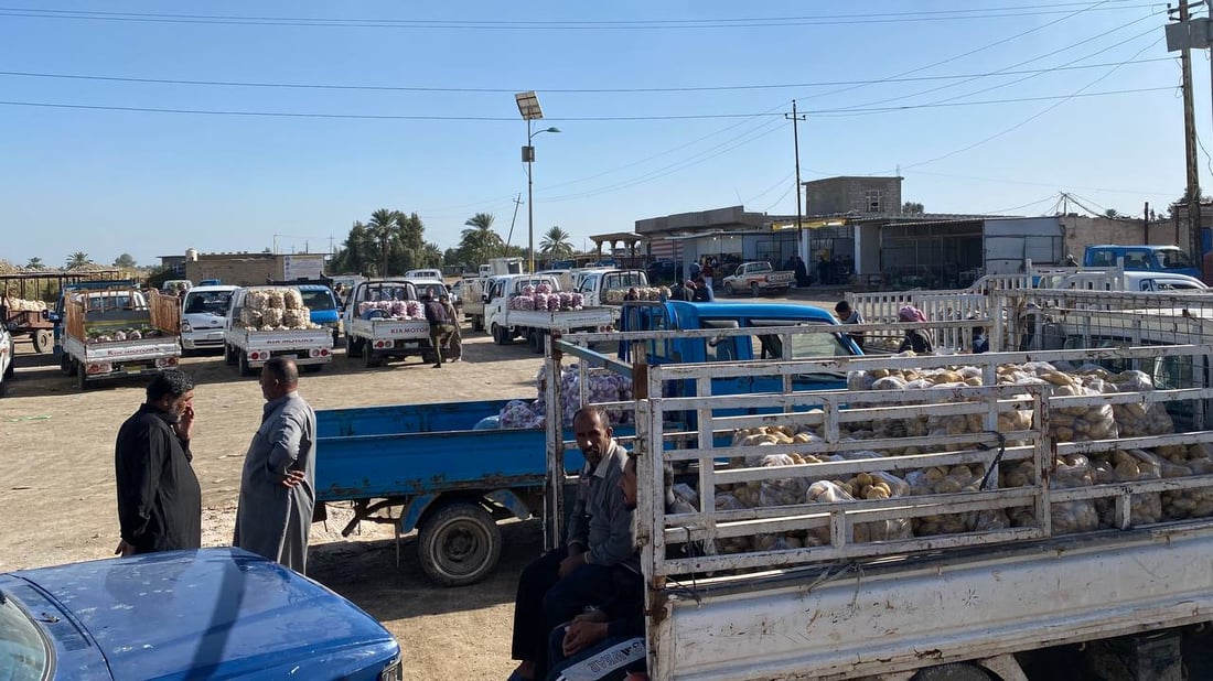 صور: بطاطا الرضوانية الشتوية لا تربح.. طن البذور بـ 27 ورقة!