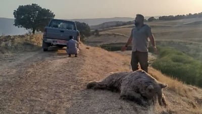 لاشەی ورچێکی قاوەیی هاوشێوەی ورچەکانی باڵەکایەتی لە کرماشان دۆزرایەوە