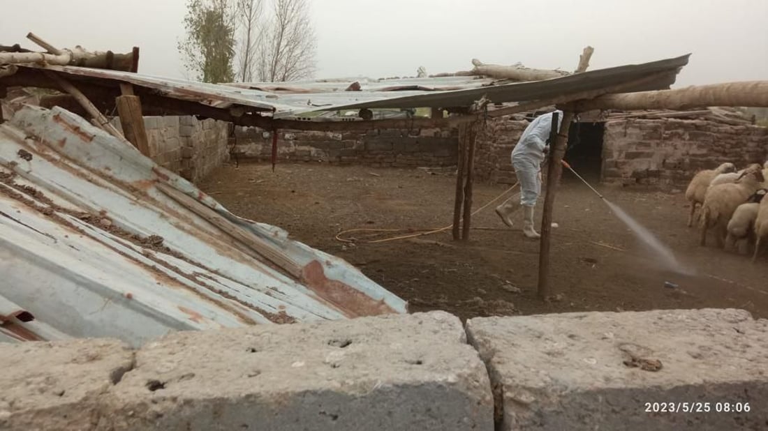 صور: الصليب الأحمر يغطس أبقار وأغنام بابل في أحواض التعقيم.. المدينة مازالت صامدة